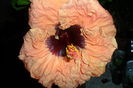 SAM_2184