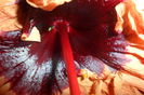 SAM_2187