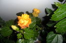 SAM_2231