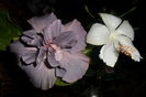 SAM_2248