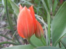 Tulipa Praestans Fusilier (2014, Mar. 25)