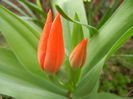 Tulipa Praestans Fusilier (2014, Mar. 25)