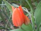 Tulipa Praestans Fusilier (2014, Mar. 25)