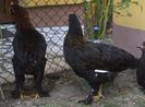 Cooper cu consoarta 3