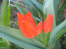 Tulipa Praestans Fusilier (2014, Mar. 27)