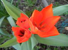 Tulipa Praestans Fusilier (2014, Mar. 29)