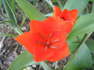Tulipa Praestans Fusilier (2014, Mar. 29)