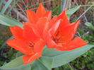 Tulipa Praestans Fusilier (2014, April 03)