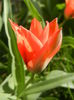 Tulipa Toronto (2014, March 27)