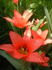 Tulipa Toronto (2014, April 01)