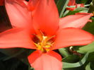 Tulipa Toronto (2014, April 01)