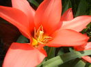 Tulipa Toronto (2014, April 01)