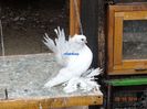 DSC02484