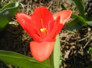 Tulipa Showwinner (2014, March 19)