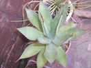 agave ovatifolia 40 stoc limitat!!!