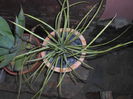 agave stricta 60 ron