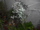 EUCALYPTUS GUNII AZURA 30 RON,FRUNZE FOARTE PARFUMATE!!