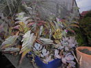 SEDUM SIEBOLDI VARIEGATA SI ALTE PLANTE SUCULENTE IN ARANJAMENT 40 RON