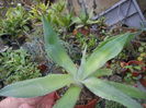 AGAVA OVATIFOLIA 40 RON OFERTA LIMITATA!
