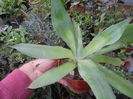 AGAVA OVATIFOLIA 40 RON OFERTA LIMITATA!