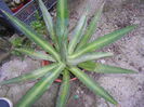 AGAVA MONTANA 30 RON!STOC LIMITAT!!!