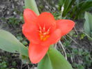 Tulipa Showwinner (2014, March 20)