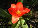 Tulipa Showwinner (2014, March 22)