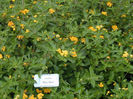 Lantana_NewGold