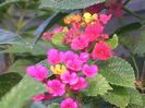 Lantana-camara-Purple-Lantana-1024x768