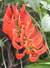 Mucuna-bennetti-Red-Jade-Vine1-768x1024
