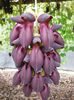 Mucuna-nigricansBlack-Jade-Vine2-2-768x1024