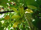 Mucuna-sloaneiYellow-Jade-Vine2-1024x768