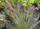 Mulenbergia-capillarisMuhly-Grass-1024x768