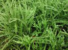Nephrolepis-cordifoliaButton-Fern-1024x768