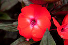NewGuinea_Infinity_DkSalmonGlow