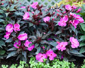 NewGuinea_Infinity_Lilac