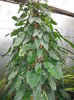 Philodendron-sp_-Burle-MarxBurle-Marx-Philodendron4