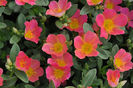 Portulaca_Pazazz_PinkGlow