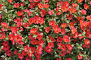 Portulaca_Pazazz_RedFlare