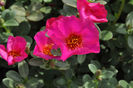 Portulaca_Pazazz_UltraPink