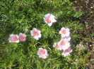 Portulaca-grandifloraMoss-Rose