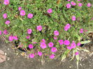 Portulaca-grandiflora-Moss-Rose1