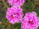 Portulaca-grandiflora-Moss-Rose3