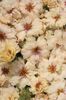 portulaca-grandiflora-stopwatch-cream-u1300-1