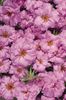 portulaca-grandiflora-stopwatch-rose-u1370-1