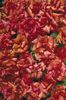 portulaca-grandiflora-stopwatch-scarlet-u1380-1