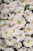 portulaca-grandiflora-stopwatch-white-u1400-1