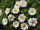 portulaca-grandiflora-stopwatch-white-u1400-2