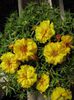portulaca-grandiflora-stopwatch-yellow-u1420-2