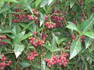 Psychotria-ligustrifolia-Bahama-Wild-Coffee2-1024x768